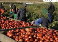 BRACCIANTI IMMIGRATI, MEDIATORI CULTURALI PER AVVICINARLI ALLE TUTELE